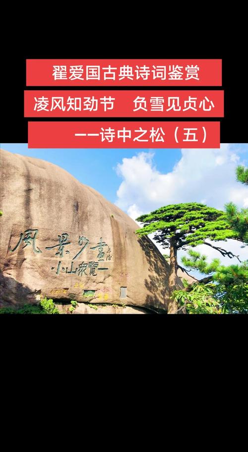 松树的诗歌-图2