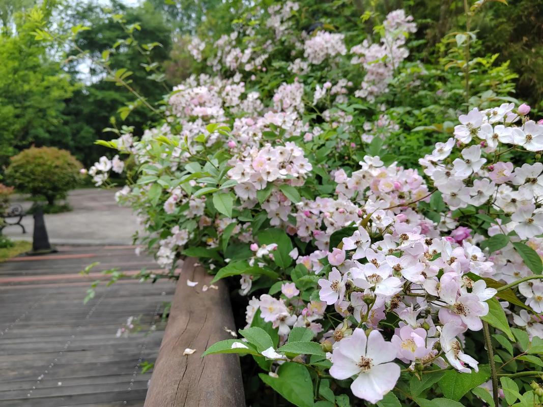 孩子为何爱用诗赞校园？-图2