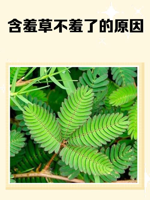 诗歌含羞草，藏着什么秘密？-图2