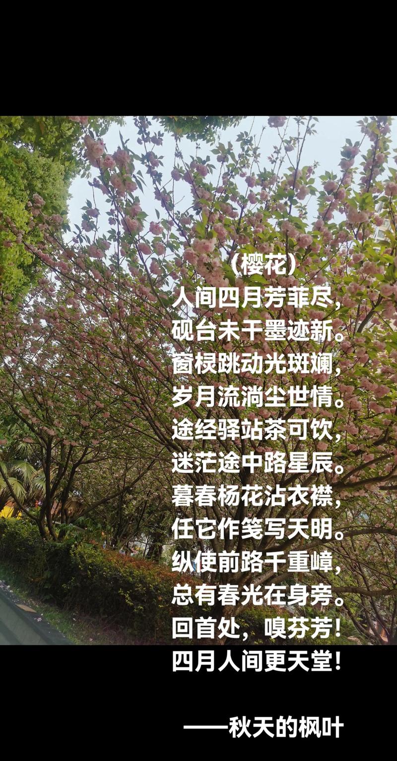 樱花的诗，藏着什么秘密？-图2
