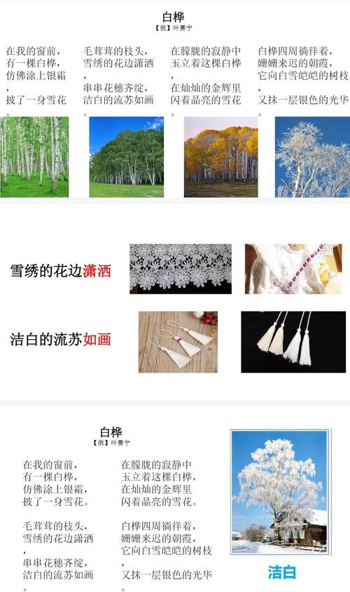 白桦诗歌有何独特魅力？-图1