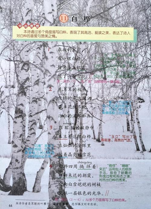 白桦诗歌有何独特魅力？-图2